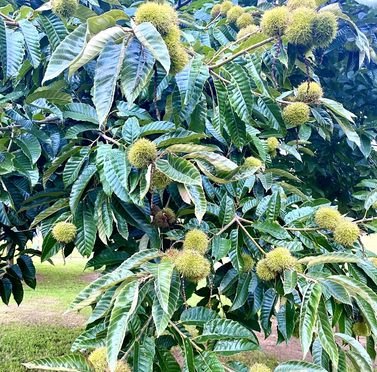 Chestnut tree leaves and burrs