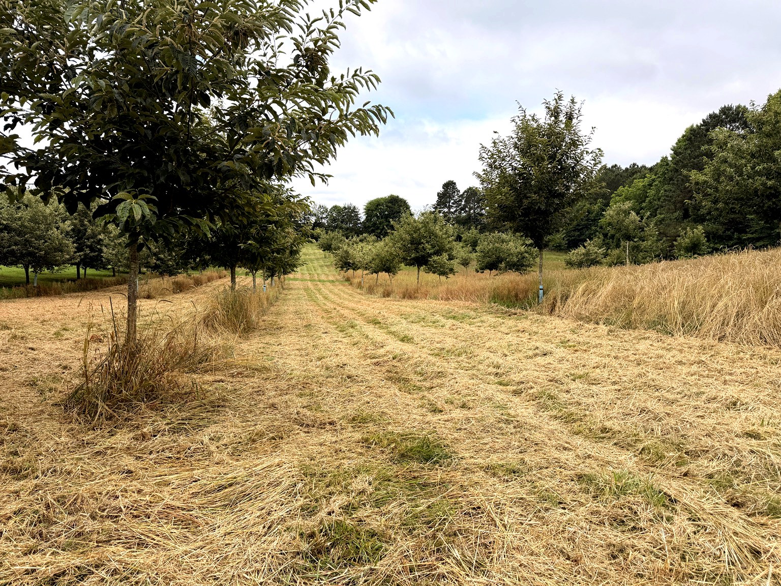 Wide orchard rows at BroCo Farms